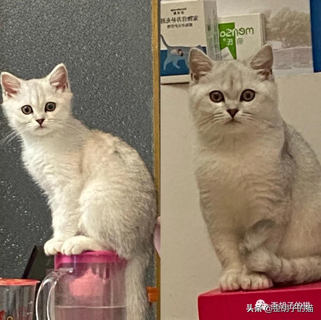 如何看出猫咪年龄有多大,怎么看出猫咪的年龄多大