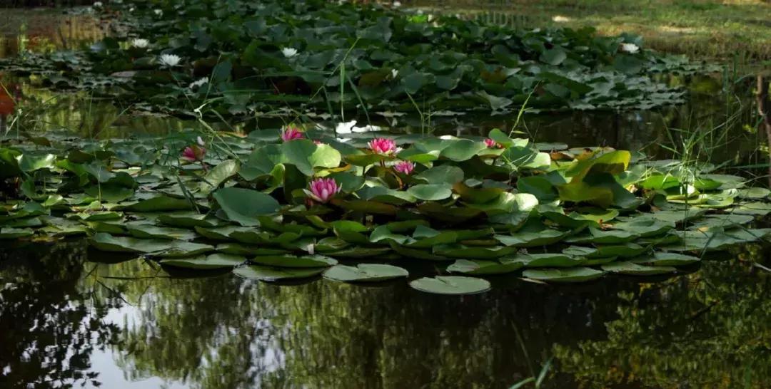 西安博爱国际学校中学部口碑,西安博爱国际学校全景