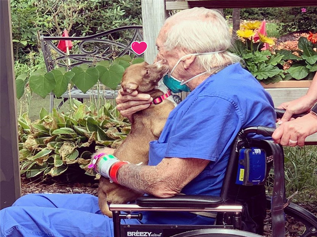 七旬老人突发疾病及时获救,吉娃娃生病了全集