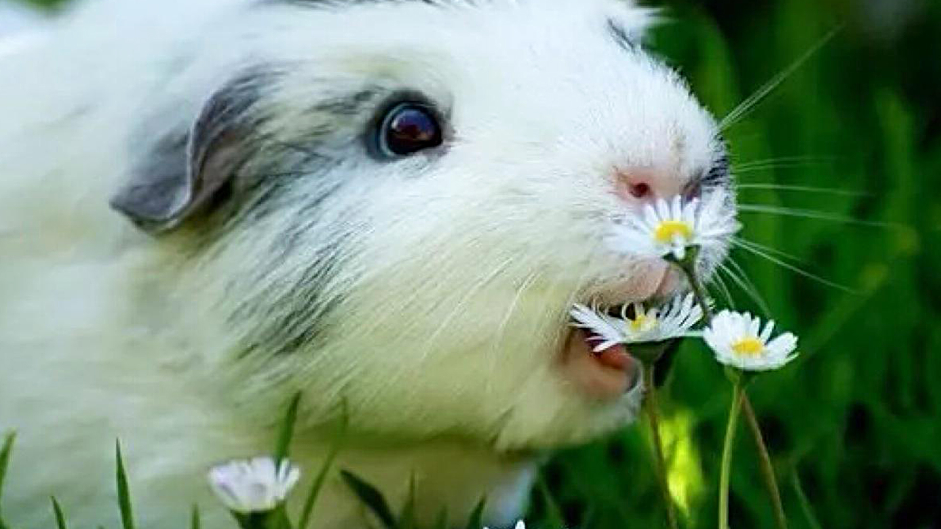 蜗牛智商高的动物,盘点动物世界最慢的动物蜗牛