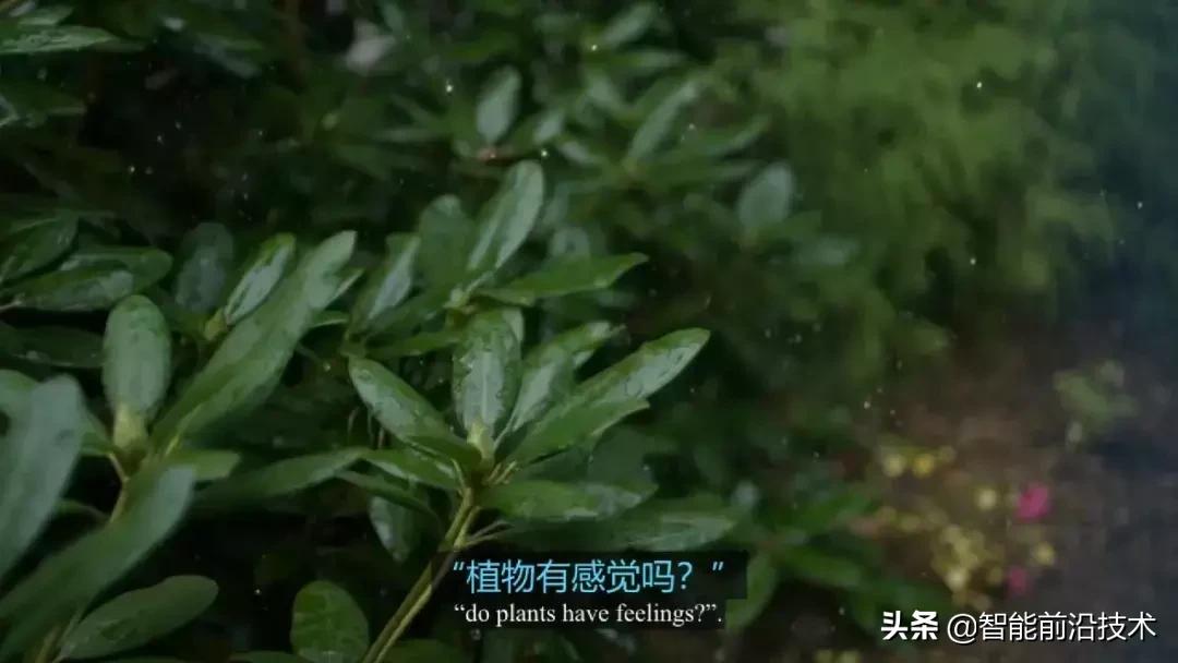 神奇“树联网”，地球本身是一个巨大的超生物体