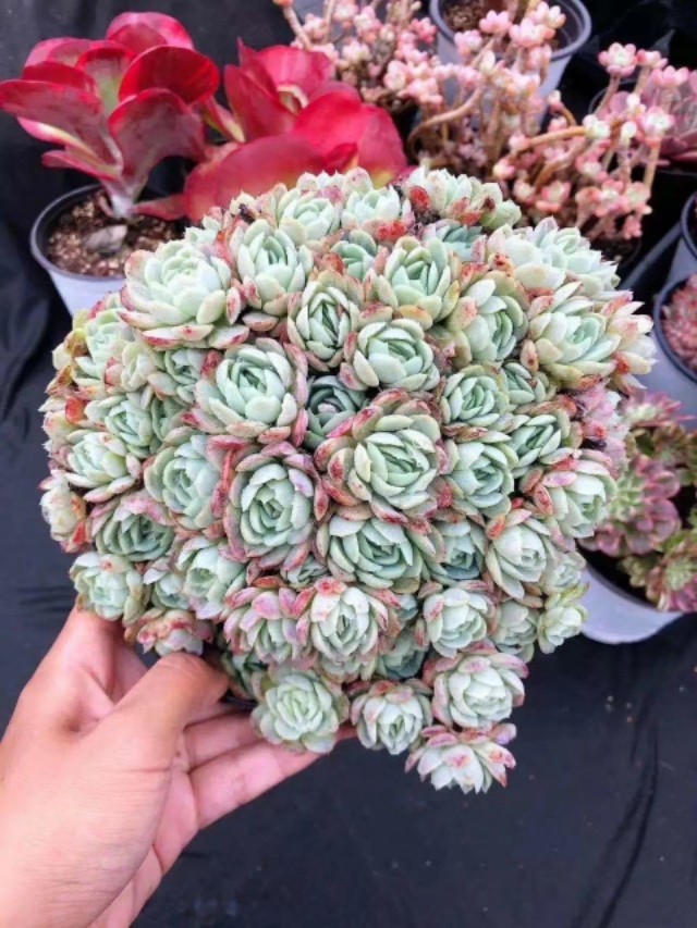 多肉植物要防霜冻吗,多肉冰梅的养殖方法和注意事项