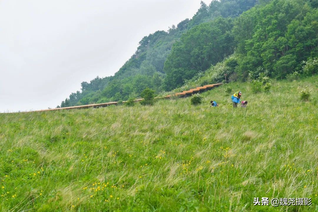 各个季节的野生兰花,北京百花山野生兰花图片