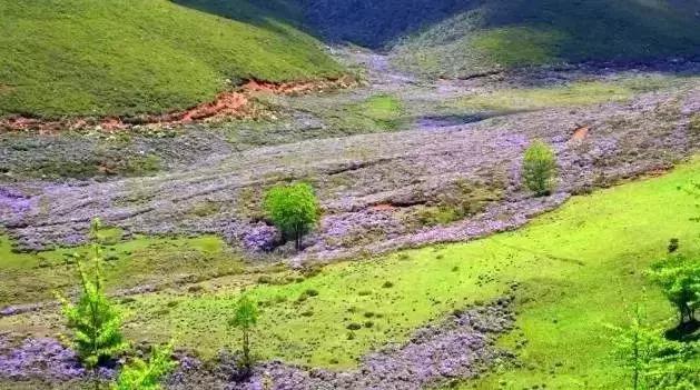 凉山州哪里可以赏花,西昌赏花攻略