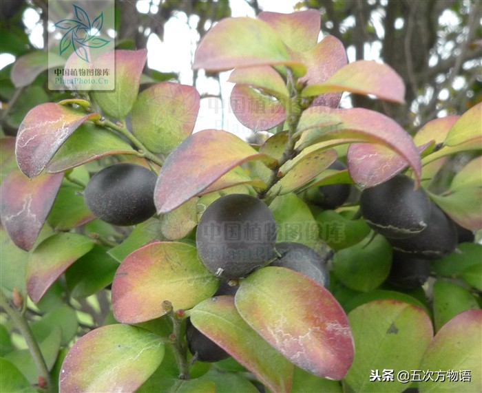 市面上的小叶紫檀盆景叫什么,花市卖的小叶紫檀是什么