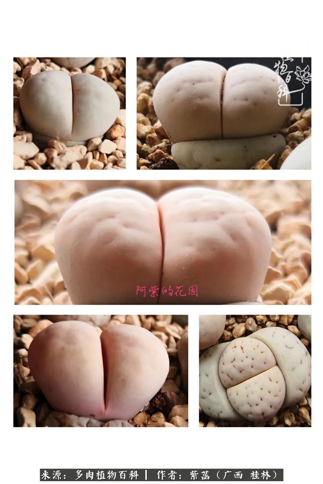 如何在夏天买的多肉度夏,多肉度夏好帮手