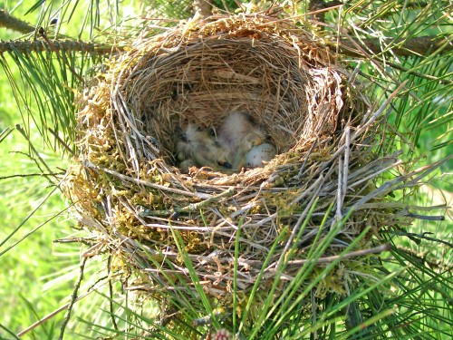 鸟窝朝上下雨是什么原因,下雨天鸟窝怎么解决的