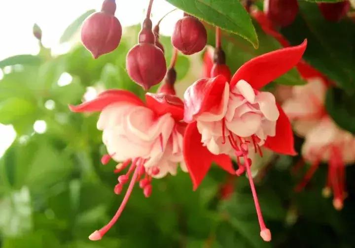 百花图谱大全100幅,工笔百花图谱100种