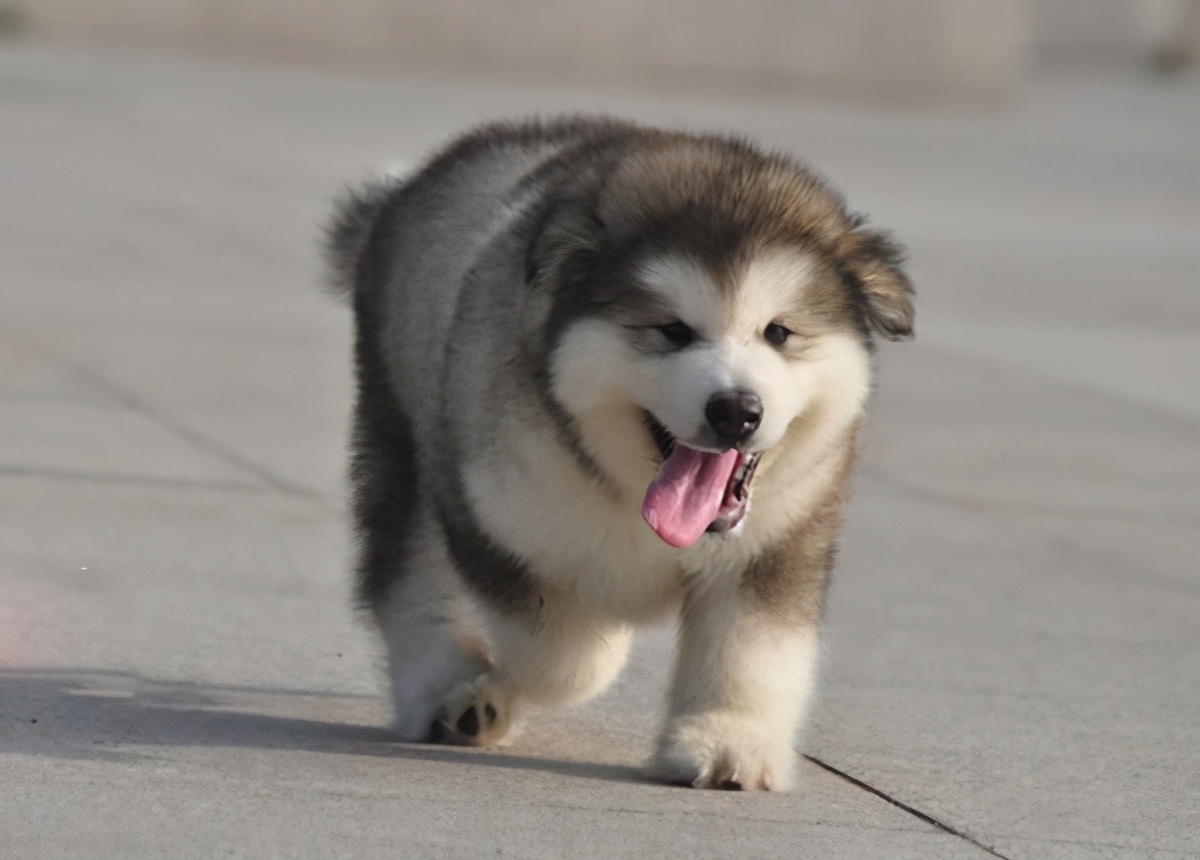 阿拉斯加狗粮推荐排行榜,阿拉斯加狗舍推荐狗粮