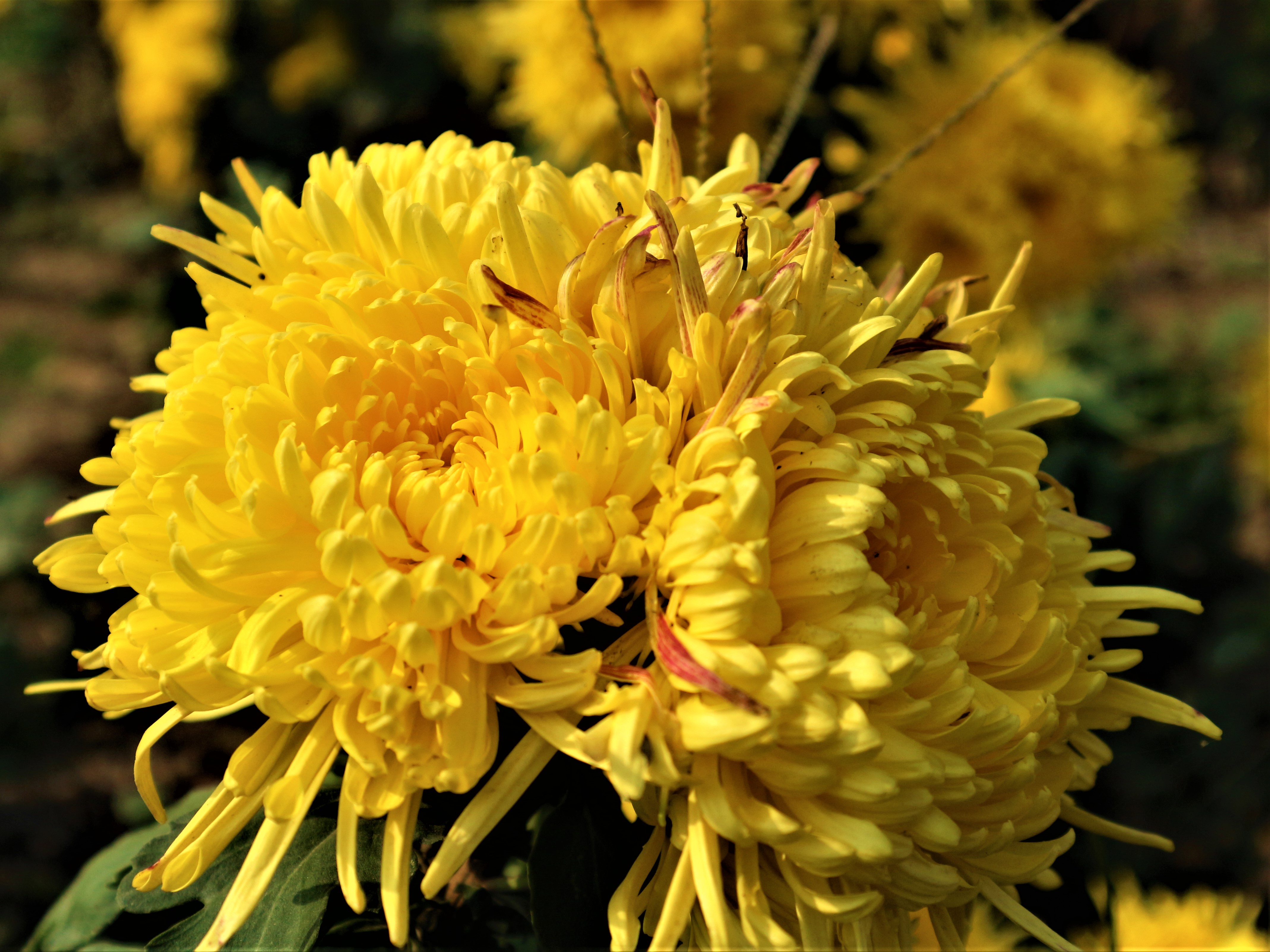 农民黄金价格多少,黄金种植挣10万