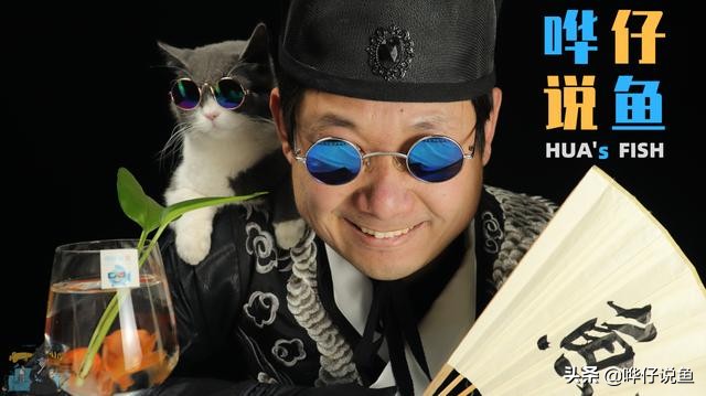 为什么买的观赏鱼不容易养活,小型观赏鱼为什么没必要养