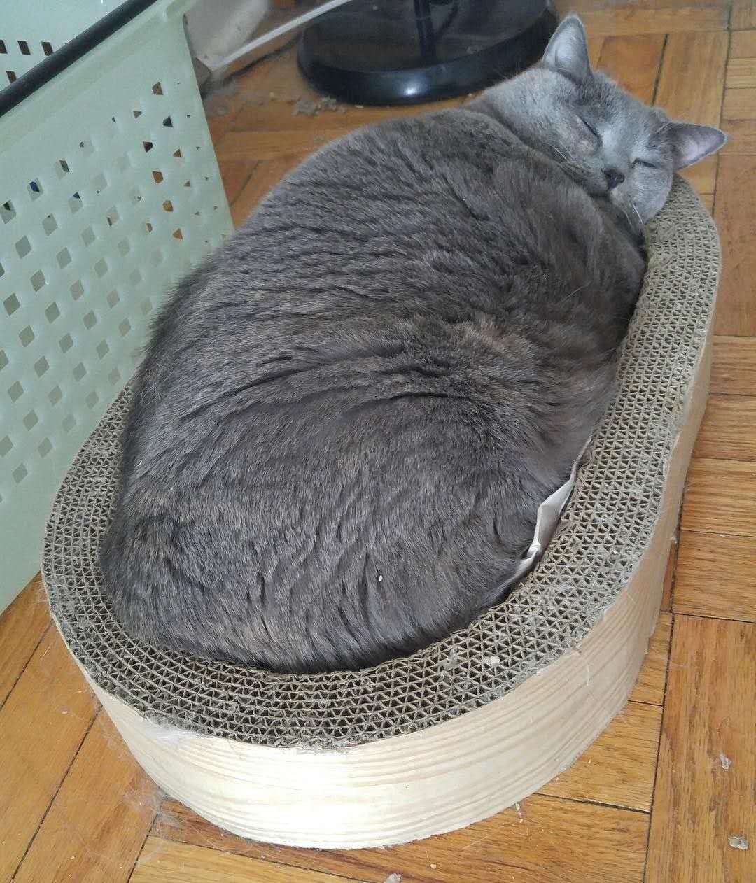 猫减肥的最佳方法,给猫减肥为啥越减越肥