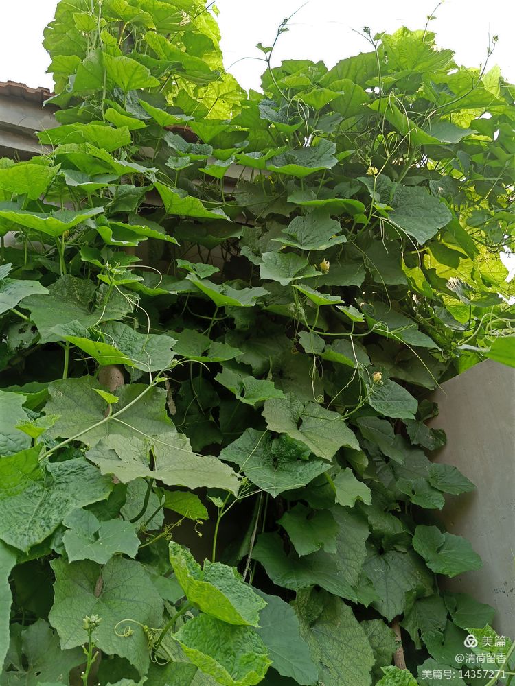 散文:黄黄的瓜花儿