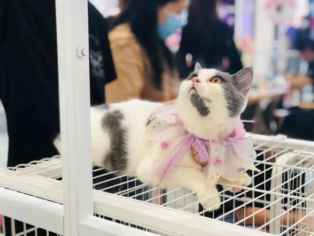 CPF活动预告|阿派第30届领养日——人间值得,只要它能与你相遇