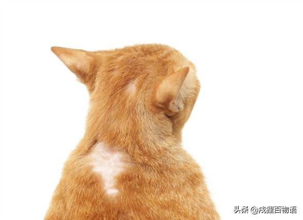 猫咪掉毛的原因有哪些,猫咪脱毛一坨一坨的掉是怎么回事