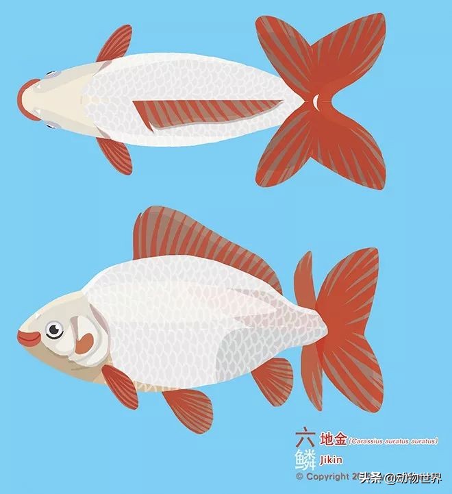 金鱼品种和金鱼图片,金鱼大体型的品种
