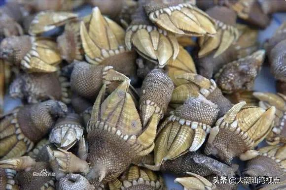 作为潮汕人，这89种海鲜你都能对上号吗