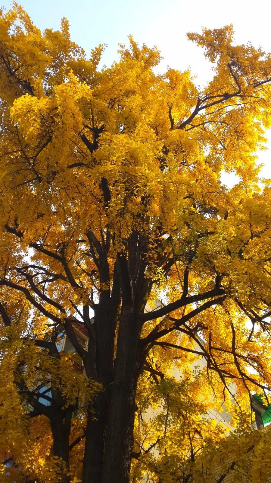 名家作品||我城市里的三棵银杏树