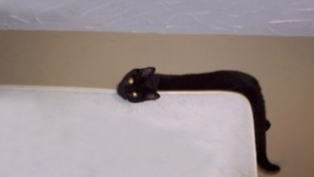 猫的内在品质,猫的本质就是嫌弃主人