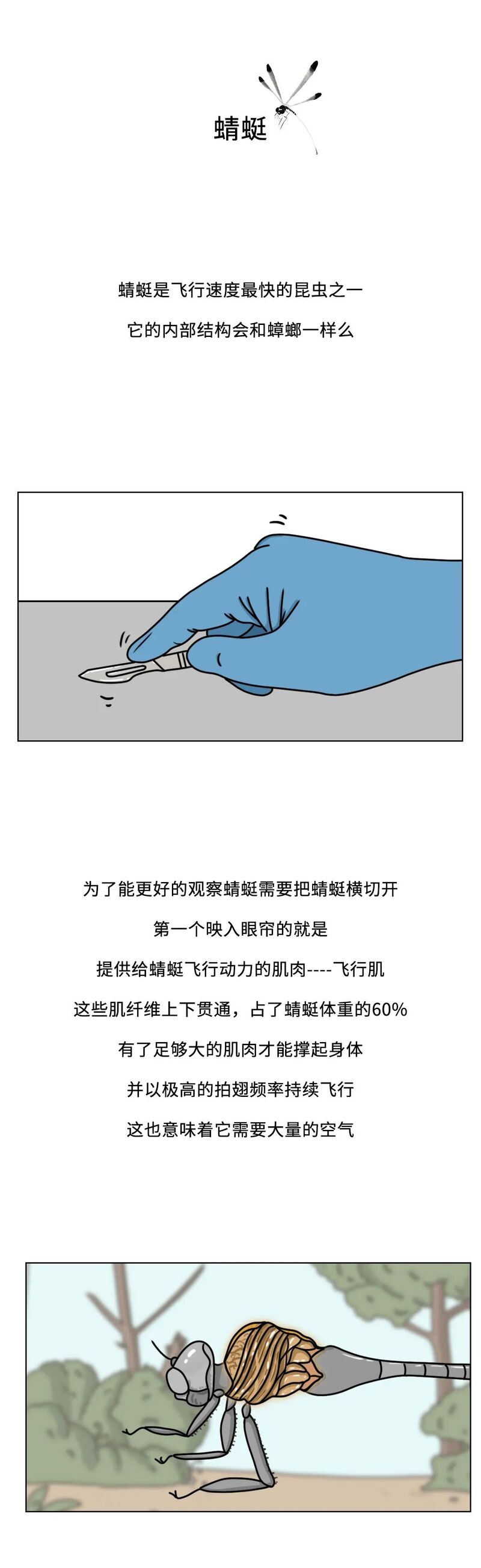 当你踩到蟑螂,蟑螂喷出来的透明液体是什么来的