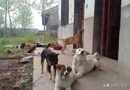 饲养土狗是否赚钱,怎样养土狗才能赚钱