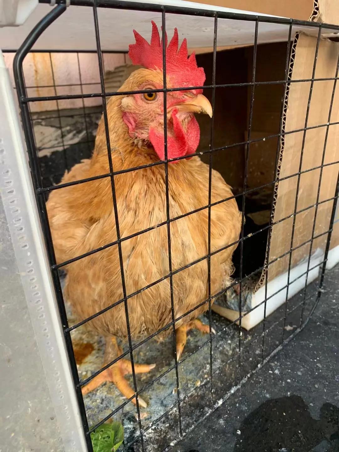 上海吃毛蛋吃出了一只小鸡,长得那么像公鸡,为什么会下蛋?