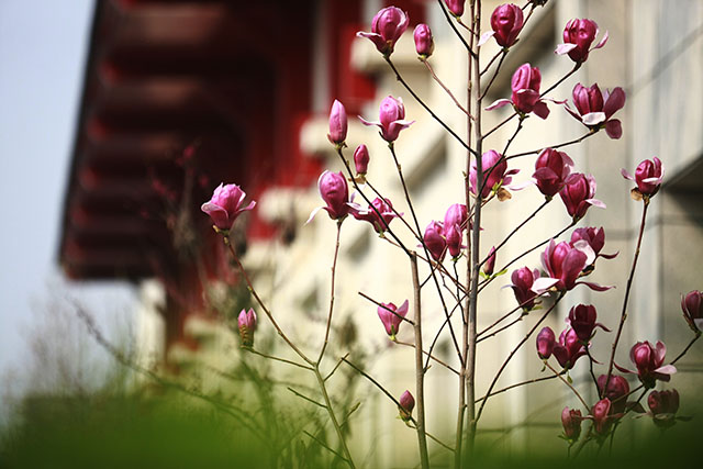 安国医院：寻常好景时时有，人间最美三月天。