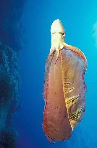 世界上最惊艳的海底照,100张绝美的海底照片