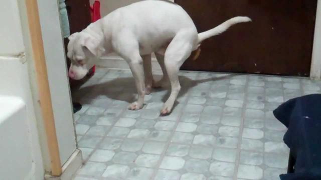 狗狗定点大小便用猫砂,狗狗定点大小便一般训练多久能会