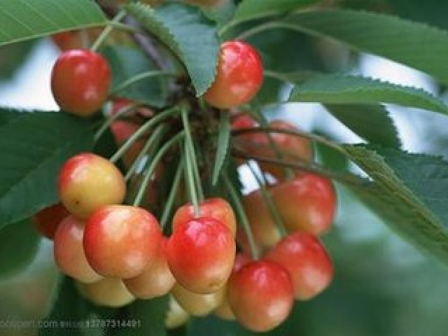 樱桃摘完果到落叶要打几遍药,樱桃早期落叶病特效药