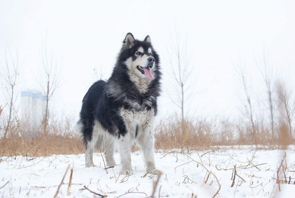 黑白花四眼宠物狗是什么品种,宠物狗智商排名前十名的品种