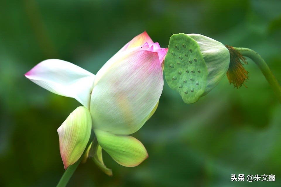 芜湖赏荷花,芜湖赏荷花好去处推荐