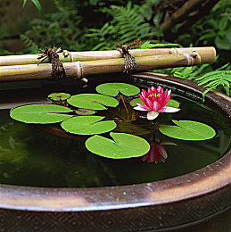 废弃鱼缸里适合养睡莲么,家里闲置大号水缸种睡莲多少土