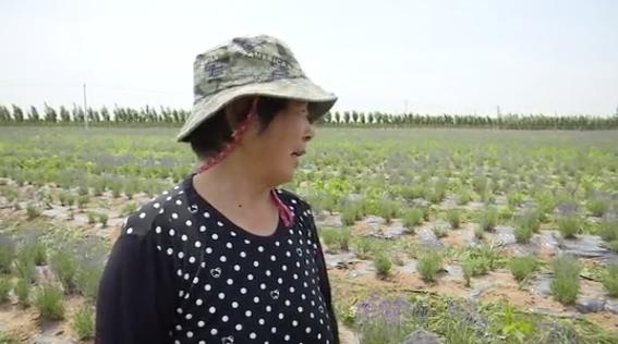 普罗旺斯古城花海,普罗旺斯滑县