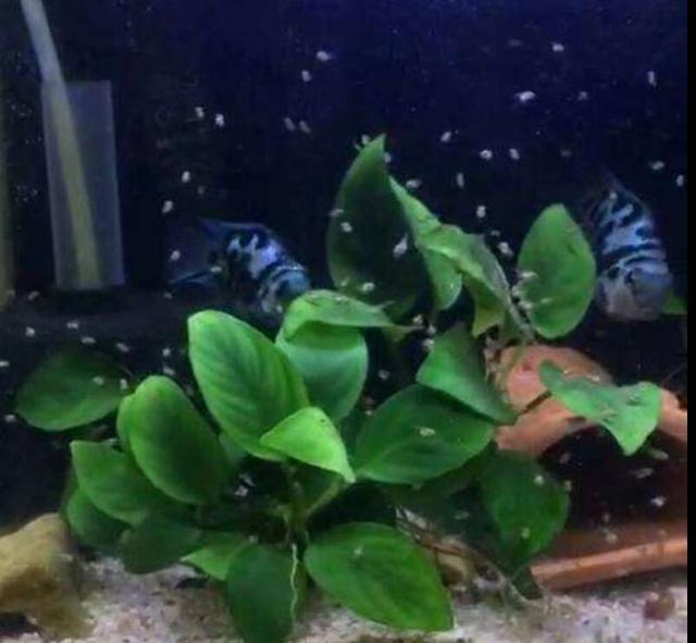 鱼缸出现大量小气泡,鱼缸里出现气泡是什么原因