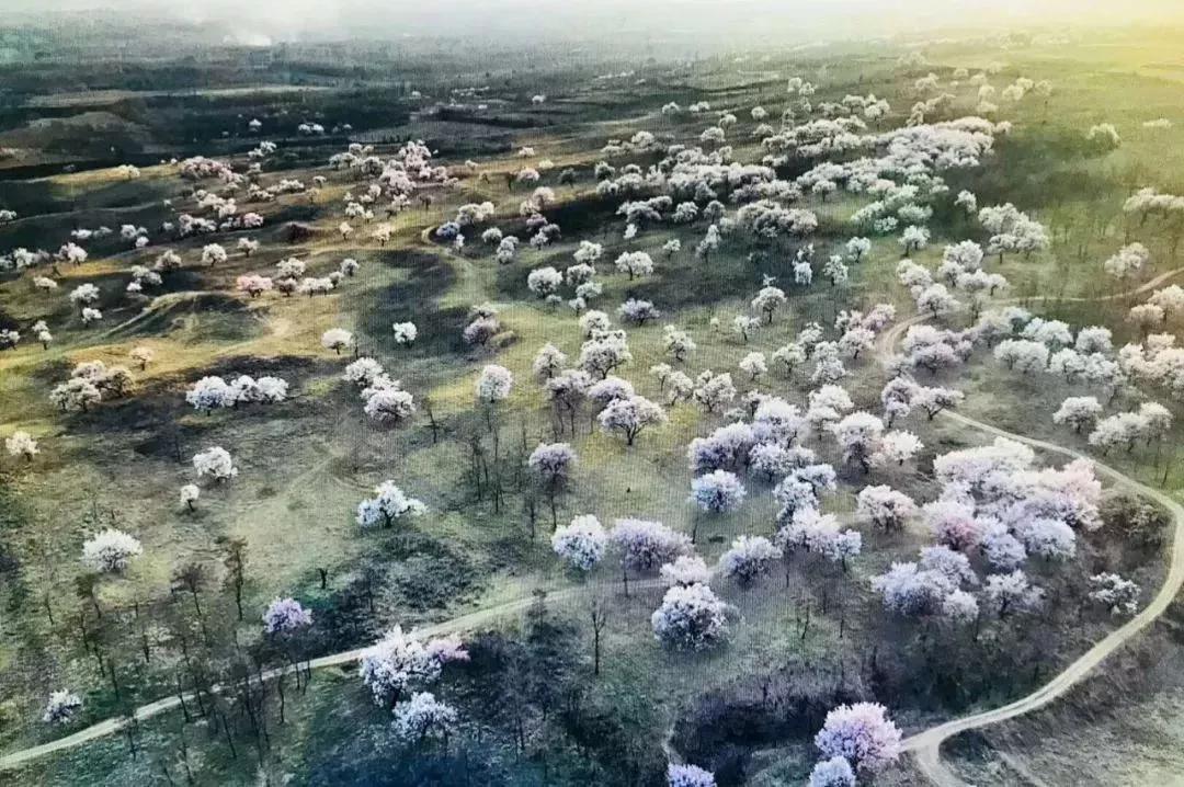 百年古杏林，似苍龙腾越，似雄鹰展翅，笔者带你走入这醉美的地方