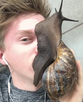 非洲野味入侵全球：在这种巨型蜗牛面前，中国吃货根本狂不起来