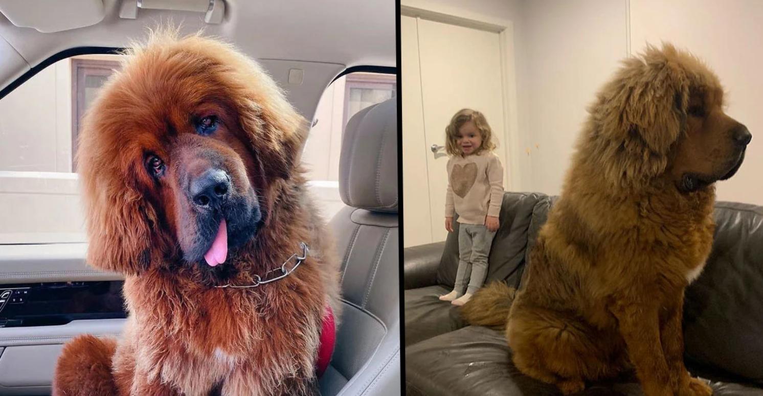 现在的藏獒和以前的藏獒,曾经的藏獒与现在的藏獒