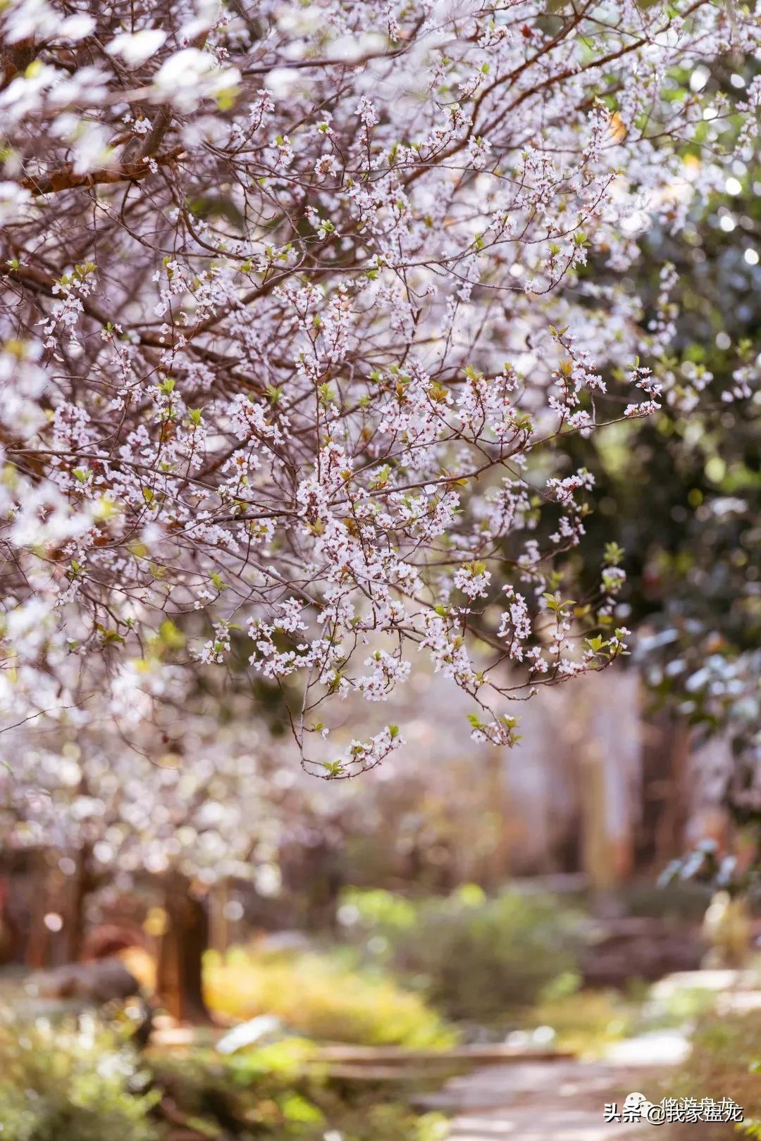 100张照片一百种幸福,100张图片带你去云南