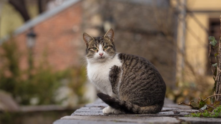 猫咪很容易受惊吓吃什么能缓解,猫咪铲屎官注意事项
