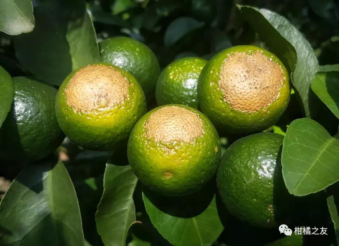 柑橘打保果药后嫩叶向内卷曲,柑橘喷药后叶子发黄怎么办