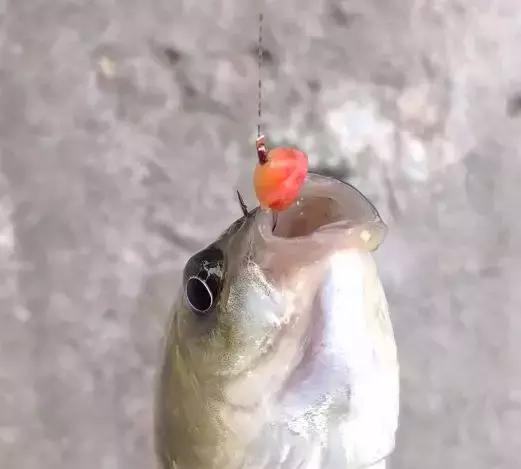 野钓调漂基础知识大全,野钓调漂最佳方法解读