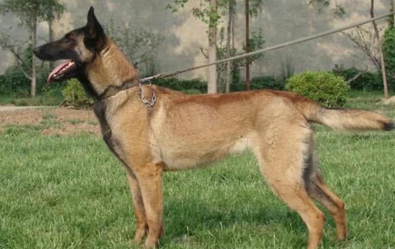 马犬淌眼屎,马犬眼发红有眼屎怎么治