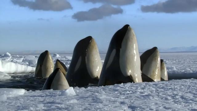 40部宝藏级bbc纪录片,bbc十大必看纪录片