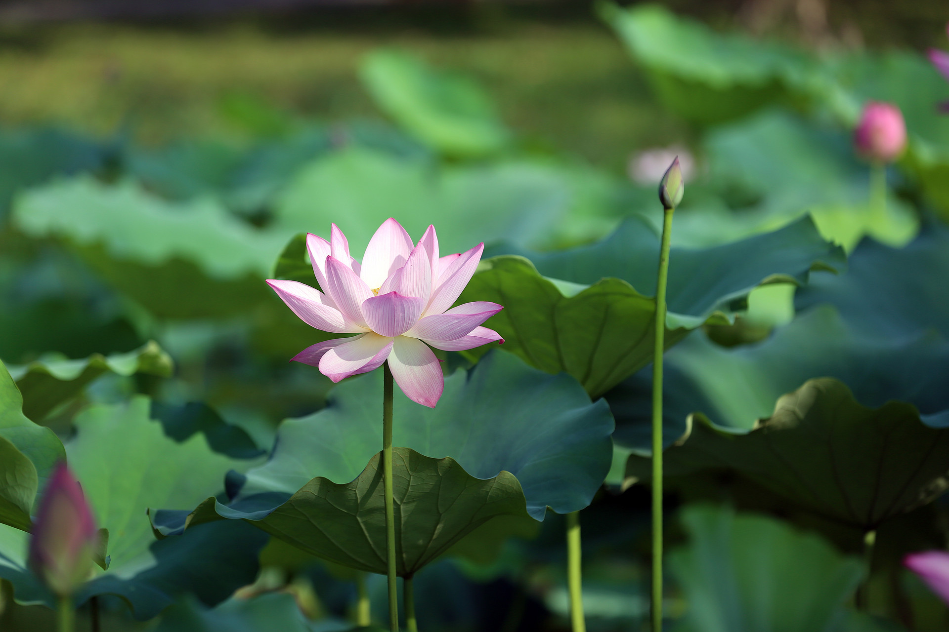 感情淡了如何升温,让对方冷静下来感情会变淡