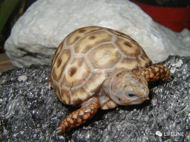 红腿陆龟怎么养活,新手养红腿陆龟准备什么