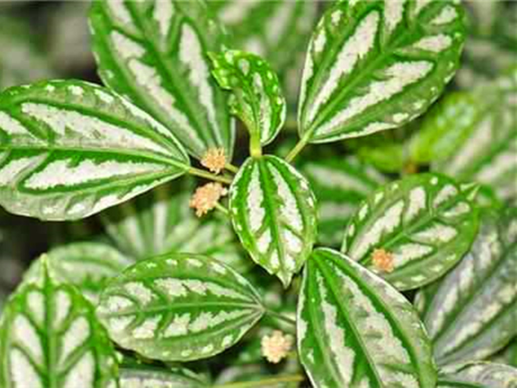 叶片带斑点的植物,3片绿色叶子植物大全