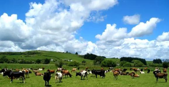 通过二次配方注册的韩国奶粉,通过注册制的奶粉