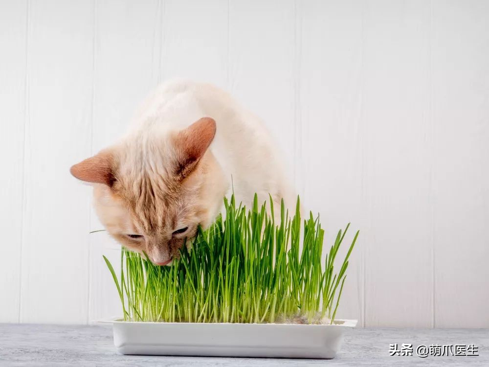 猫咪喜欢在塑料袋尿尿,猫咪吃塑料袋什么原因