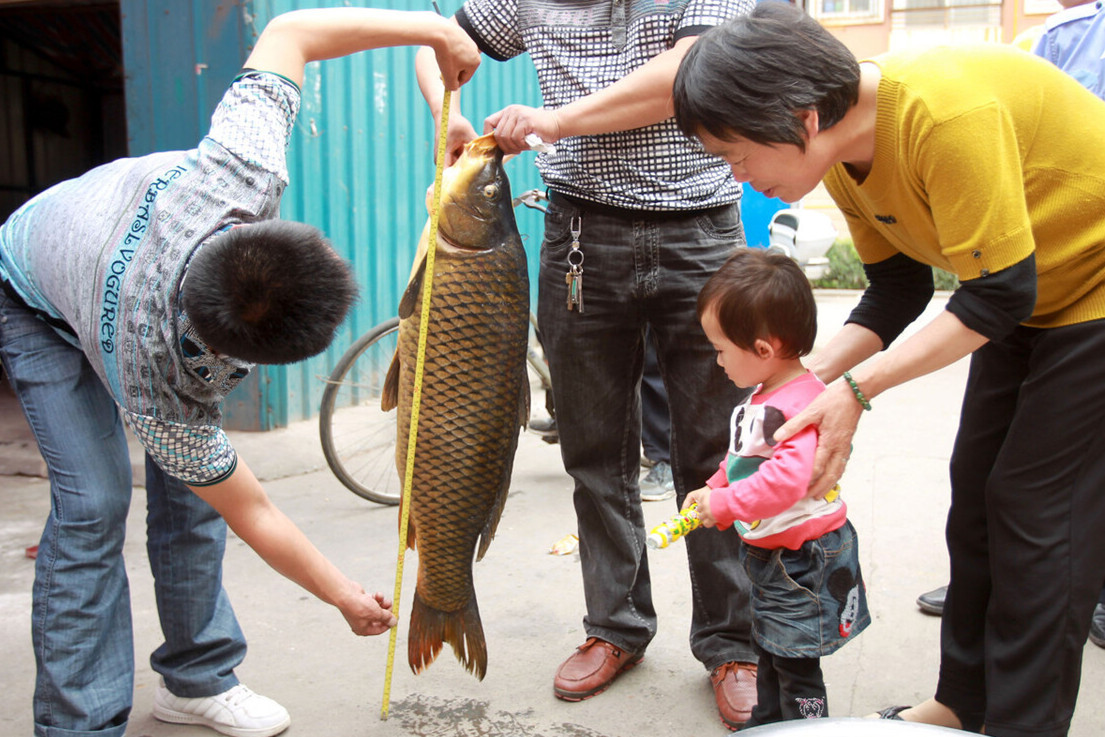 黄河大鲤鱼和普通鲤鱼的区别,黄河鲤鱼好还是汉江河鲤鱼好